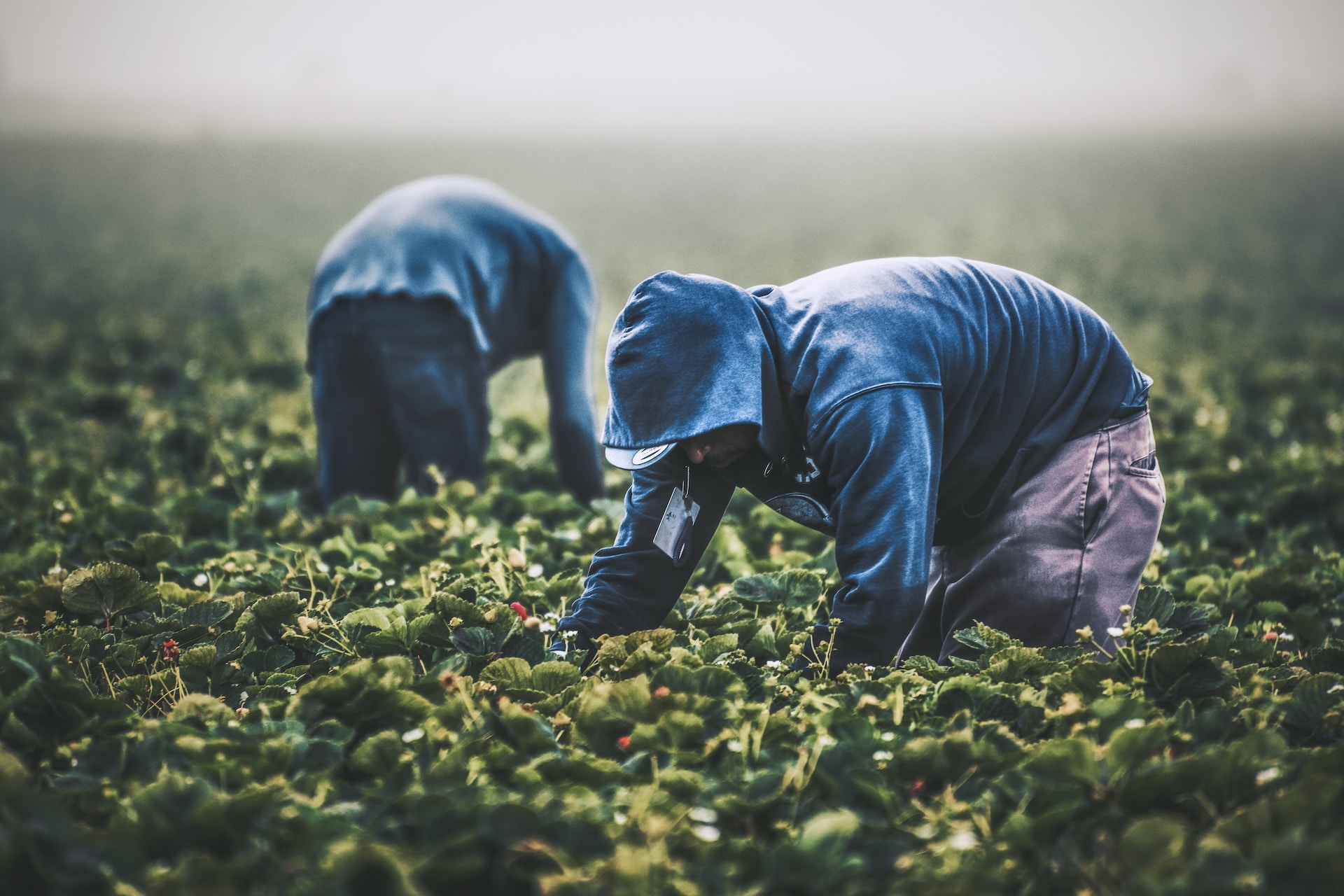 Workers in the field